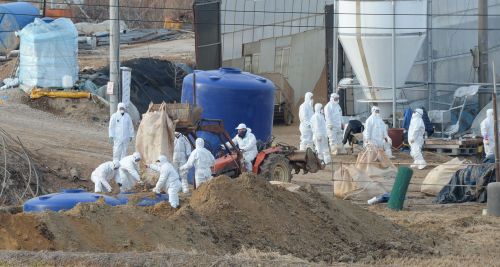 제주에서 또다시 고병원성 AI검출  