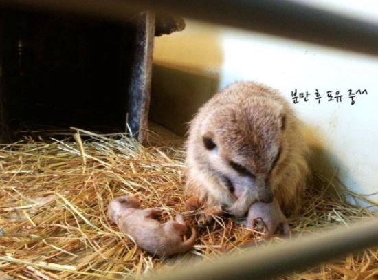 울산대공원 경사났네…  미어캣 새끼 3마리 낳아  