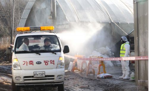 국립축산과학원 코앞서 구제역..  다시 확산 조짐 비상  
