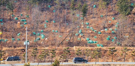 ‘소나무 에이즈’ 한반도 급속 잠식… 한국 소나무, 3년 내 멸종 위기론 기사의 사진