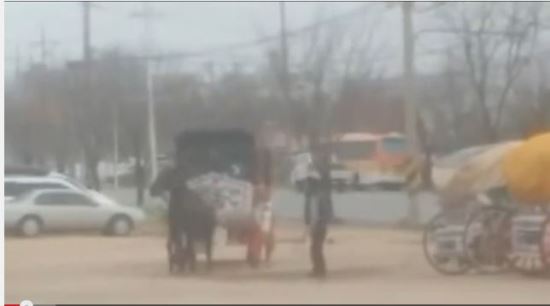 [영상] 채찍으로 말 때리다 기절하면 발길질… 경주 꽃마차의 ´잔혹한´ 진실  