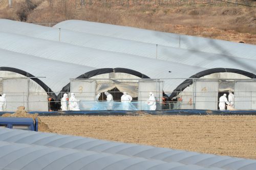 익산 오리농장서 AI 의심축 발견…살처분 예정  