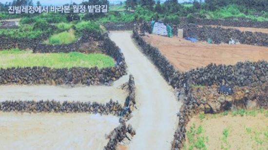 ‘흑룡만리’ 제주밭담 관광자원으로 변신… “길이가 지구 반바퀴”  