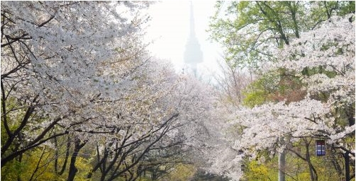 벚꽃 서귀포서 24일 개화… 서울 4월 16일 절정  