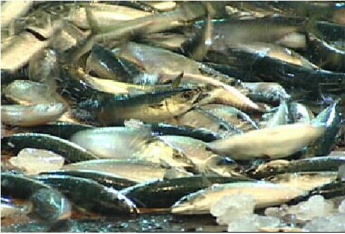 제주 갈치·고등어 ˝풍어요˝… 위판량 33%나 급증  