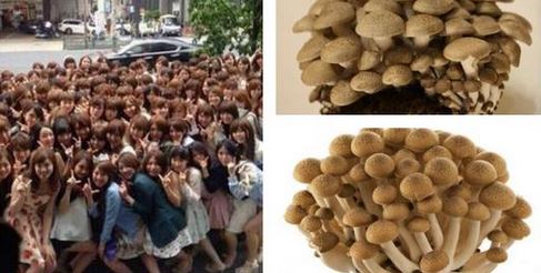 “일본녀, 버섯 같다” 해외 트윗… ‘반응 폭발’  