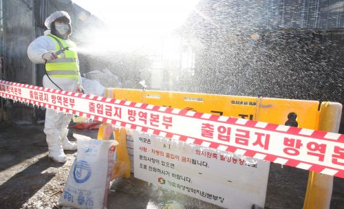 인천서 4년 만에 발생… 수도권 구제역 초비상  