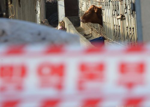 인천 강화군 돼지농가서 또 구제역 의심 신고… 돼지 822마리 사육 중  