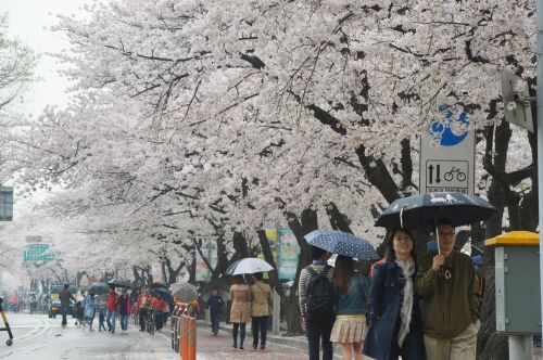 ‘여의도 벚꽃 보러 오세요’ 봄꽃축제 4월 10일 개막  