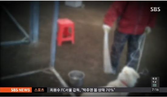 조련위해 전기충격기에 매질까지… 제주도 농장 진돗개 학대  