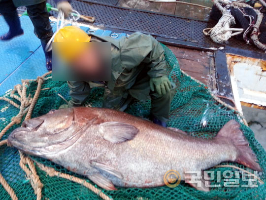 ‘전설의 심해어’ 돗돔 520만원에 역대 최고가 낙찰  