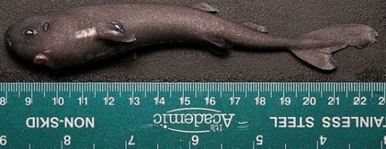  𵥡 14?     