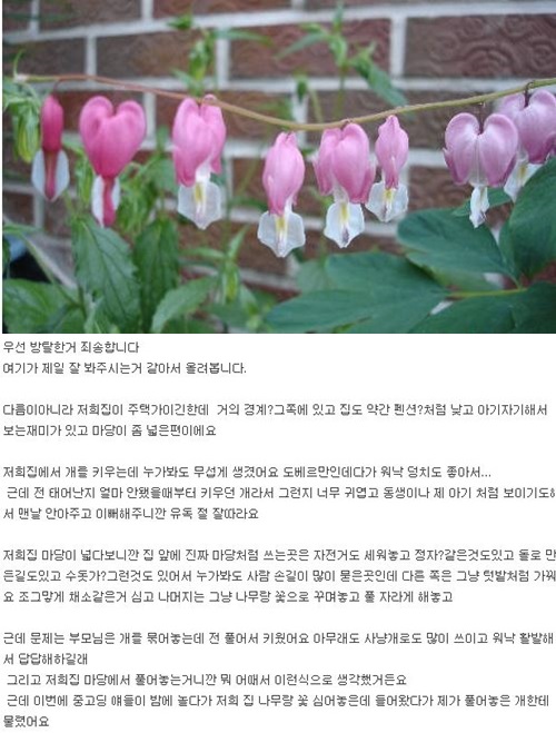 밤중에 여자 혼자만 있는 집 담장 넘다 개한테 물렸는데… 이거 누구 잘못일까요?  