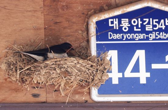 교동도 대룡시장의 귀여운 제비와 제비집  