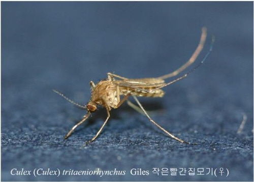 전북지역서 일본뇌염모기 첫 발견  