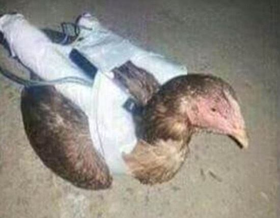 ϴ ϴ  'ڻź ġŲ' IS  ຸ  
