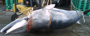 ũ 6000 Ǯ ڸ ȣ ׷ǡ   