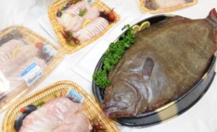 제주도, 양식 광어에 소·돼지용 항생제 투여 못하게  
