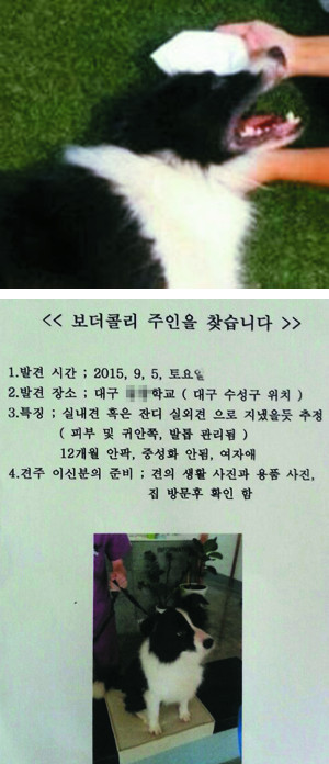 대학생 발길질에 맞은 보더콜리… 주인을 찾았습니다  