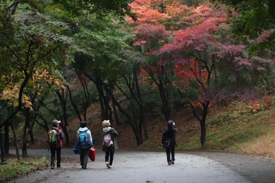 서울대공원 가을장미 활짝, 오색단풍도 변신 중  