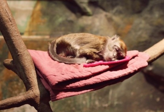 “동물농장 원숭이 삼순이를 살려주세요” 눈물의 청원 행렬 기사의 사진