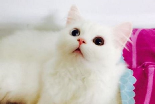 ̴   ! ̷ ƹ Ϸ縸?Ƽ Թڿ  