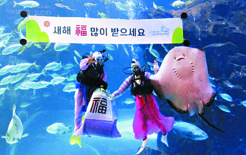 [포토] 가오리도 “복 많이 받으세요！”… 수중 새해 인사  