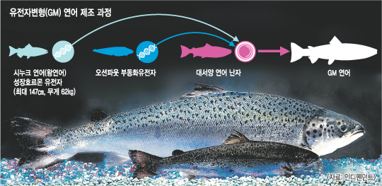 ڸ FDA, ں(GM)  Ǹű ġ   