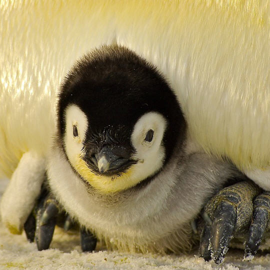 []  Ȳ   ̵    