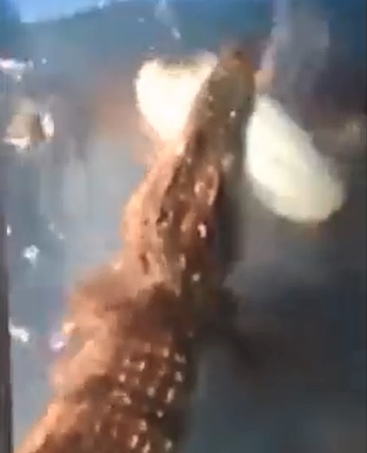 Ǿ  кϽŸ   ʾ   