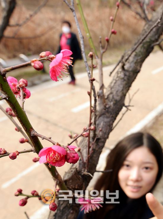 [포토]서울에도 활짝 핀 봄  