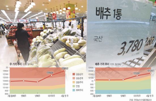 4월에도 고공행진… 무·배추값 하늘 높은 줄 모르네  