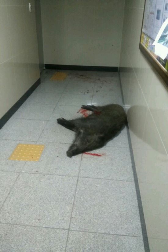 볷 λ   ... ź   