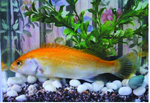 Ȳ    ϵ鿬, Ѱ ġ   