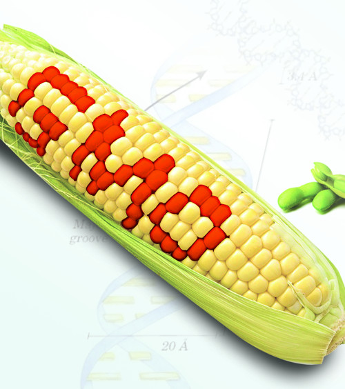 [& And ǰ] GMO ǰ Ƽ? ǥ ׹   