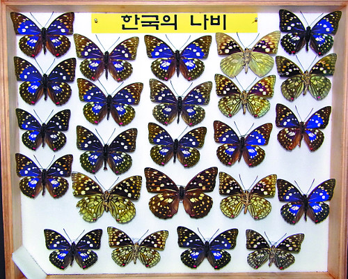 브라질 등 10여개국 나비표본 특별전  