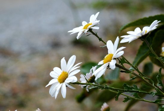 산기슭에 핀 가을 소식 - 국민일보