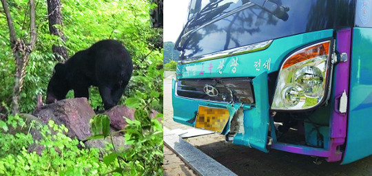 시속 100㎞ 버스에 치이고도… 반달가슴곰, 골절상만 입었다-국민일보 시속 100㎞ 버스에 치이고도… 반달가슴곰, 골절상만 입었다-국민일보