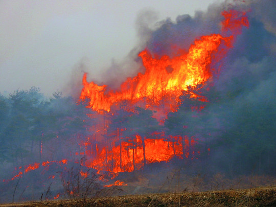 협업으로 발빠른 초동 대처… 대형 산불 막는다 기사의 사진