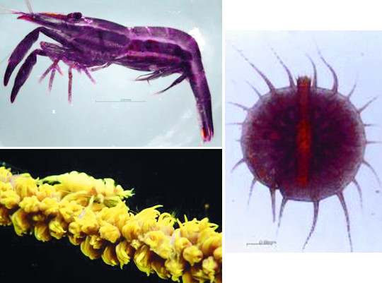 제주 바다서 무척추동물 6종 발견… 신종 3종·미기록종 3종 기사의 사진