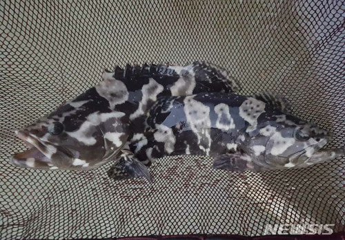 ¿  չٸ     